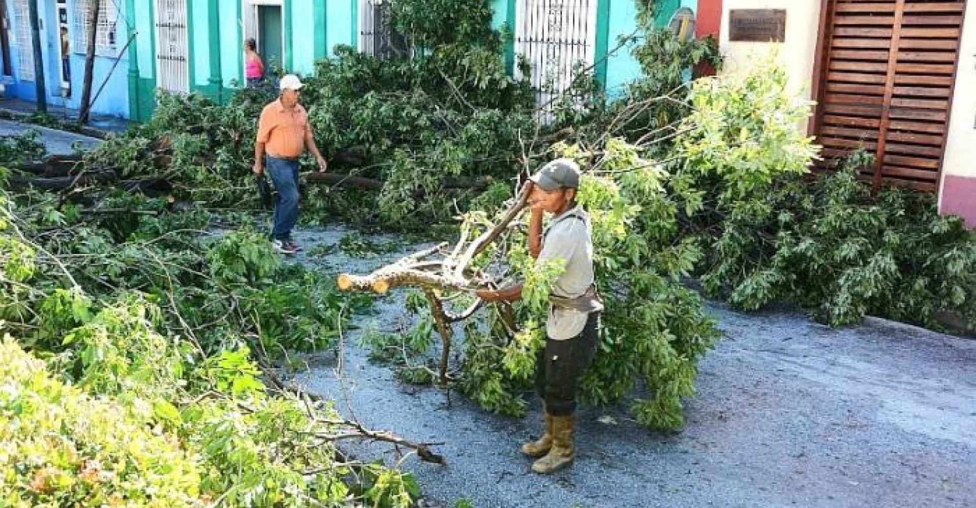 Los daños en las líneas de distribución son grandes debido a la caída de árboles. Foto: Armando Yero