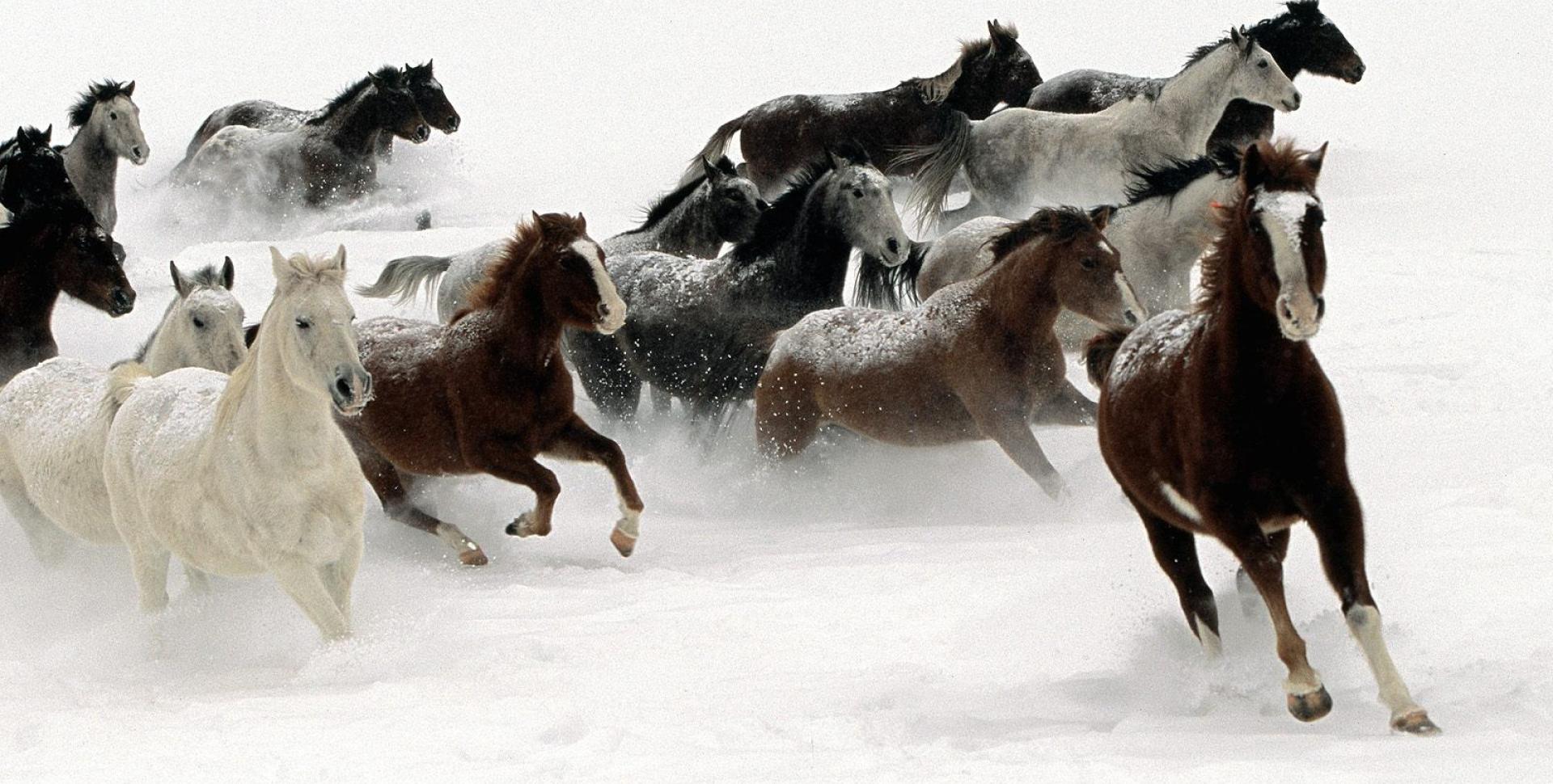 caballos